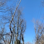 Tree Walker