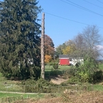 Tree Walker