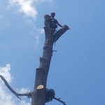 Tree Walker