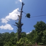 Tree Walker