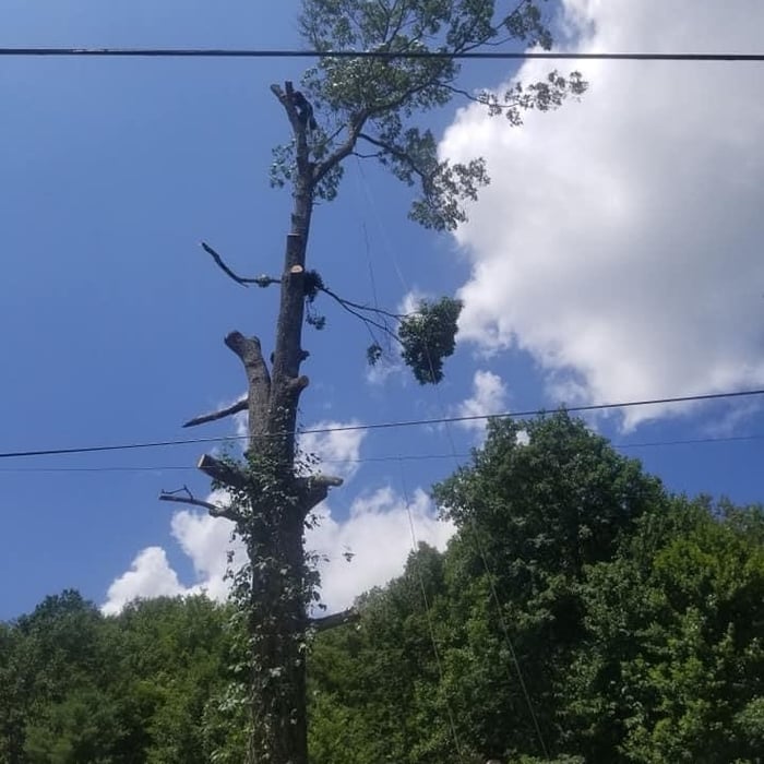 Tree Walker