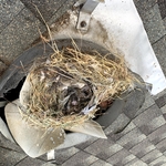 Roof Vent nest removal