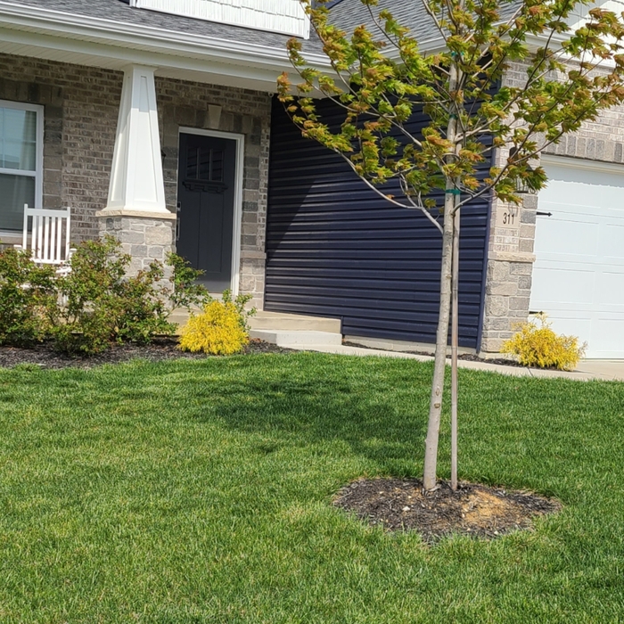 Front Landscape remodel