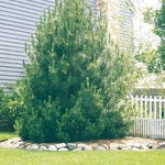 Tree planting
