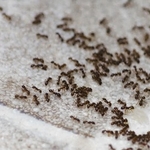 Ants