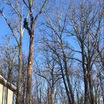Oak Removal next to house