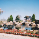 coy pond