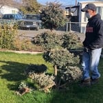 Trimming