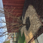 Added mulch, trimmed tree, tied some branches