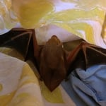 Bat trapped in commercial building.