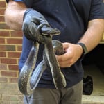 Blacksnake pulled from crawlspace.
