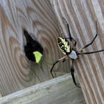 Yellow garden spider.