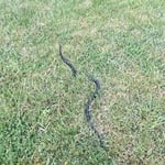 Black racer snake
