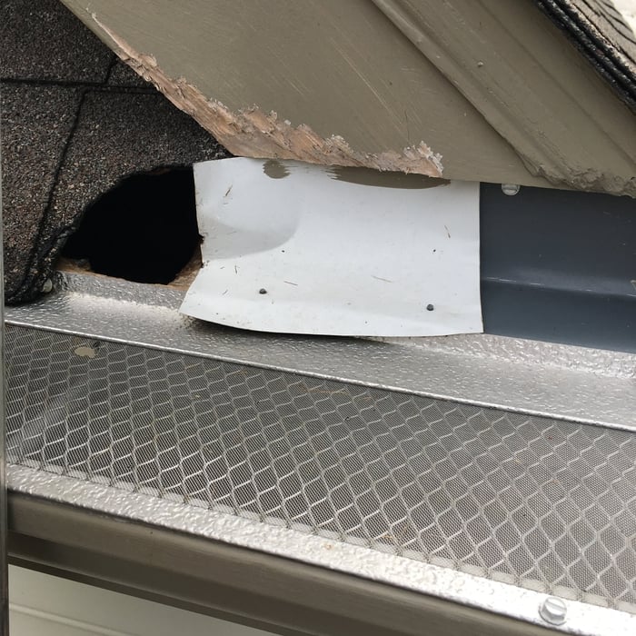 Squirrel entrance