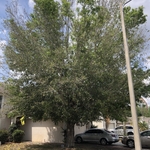 Before Tree trim