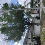 After Tree Trim