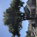 Tree removal project