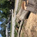 We can handle any size tree!
