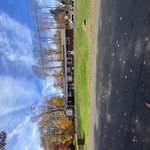 Two cedars removed