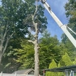 Before and after stump grinding