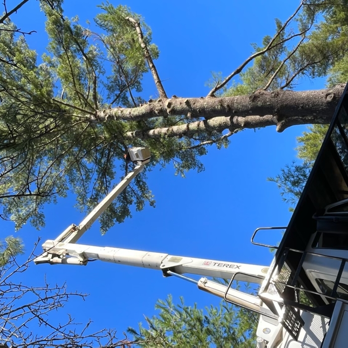 White pine second picture