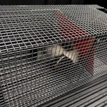 Skunk