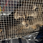 Raccoon