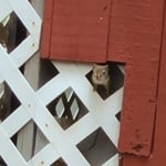 Chipmunks