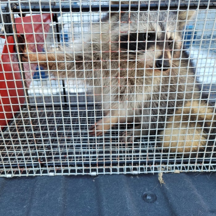 Raccoon