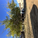 Mulberry Tree