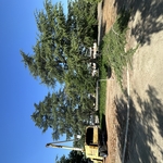 Cedar Deodar Tree thinning