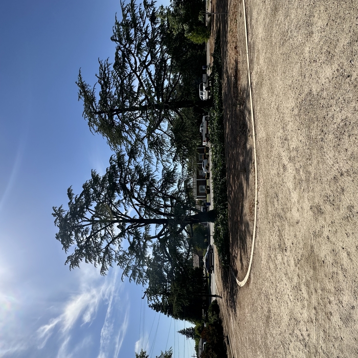 Tree Thinning