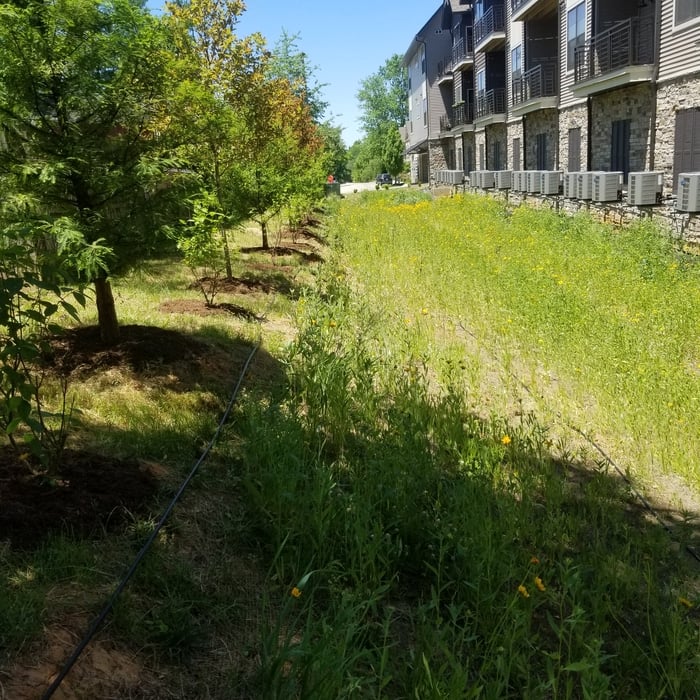 Grass Taking Hold