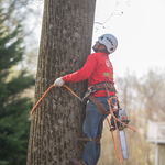 Laurel MD Tree Removal