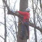 Laurel MD Tree Removal