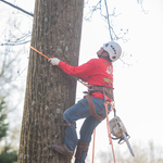Laurel MD Tree Removal