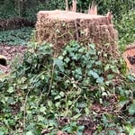 Stump Removal & Grinding