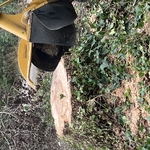 Stump Removal & Grinding