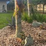 Orange Tree Rock Garden