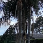 Orange Tree Property