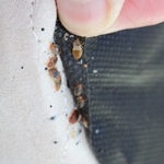 Bed Bugs