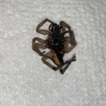 Spiders