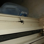 Large Black Widow