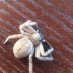Huge Spider