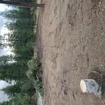 Lot clearing