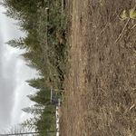 Lot clearing