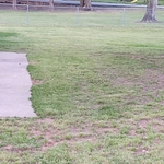Lawn Mowing