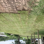 ADDED SOD