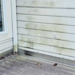 Mold Removal