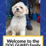 Set your dog free with Out of Sight Fencing
